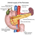 Blood supply of the pancreas 3d medical illustration on white background