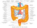 Blood supply to colon