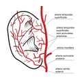 Blood supply to the ear of man.