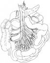 Blood Supply to and from the Intestines