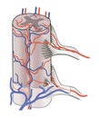 Blood supply to spinal cord