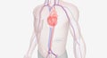 The abdominal aorta is the largest artery in the abdominal cavit