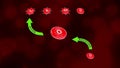 Blood Group O with Receivers and Accepting Blood Groups