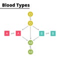 Blood types compatibility diagram vector