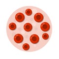 Blood under the microscope. Red cell analysis