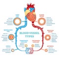 Blood vessel types anatomical diagram, medical scheme. Circulatory system. Medical educational information. Royalty Free Stock Photo