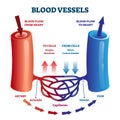 Blood vessels scheme with heart and cells flow direction vector illustration