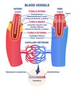 Blood vessels educational banner or poster Royalty Free Stock Photo