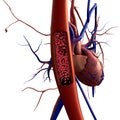 Blood vessels on a heart background