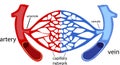 Blood vessels, human body capillaries