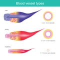 The Blood vessels in the human body are responsible for transporting corpuscle to the organ and throughout the body, These blood Royalty Free Stock Photo