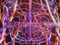 Blood vessels of a human - 3D Rendering