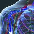 Blood Vessels and Lymph Nodes with Skeleton Body at Shoulder