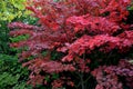 Bloodgood backdrop of a Japanese garden. It is a taller shrub of air habit. thicken the crown to create a relatively compact habit