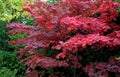 Bloodgood backdrop of a Japanese garden. It is a taller shrub of air habit. thicken the crown to create a relatively compact habit