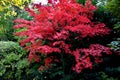 Bloodgood backdrop of a Japanese garden. It is a taller shrub of air habit. thicken the crown to create a relatively compact habit