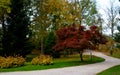 Bloodgood backdrop of a Japanese garden. It is a taller