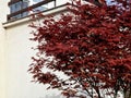 Bloodgood backdrop of a Japanese garden. It is a taller shrub