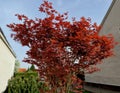 Bloodgood backdrop of a Japanese garden. It is a taller shrub Royalty Free Stock Photo