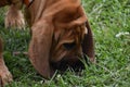 Bloodhound Royalty Free Stock Photo