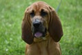 Bloodhound Royalty Free Stock Photo