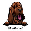 Bloodhound - Color Peeking Dogs - breed face head isolated on white Royalty Free Stock Photo