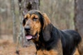 Bloodhound Coonhound Dog