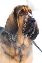 Bloodhound dog Royalty Free Stock Photo