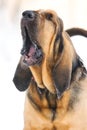 Bloodhound dog Royalty Free Stock Photo