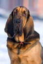 Bloodhound dog