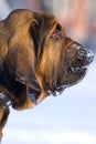 Bloodhound dog Royalty Free Stock Photo