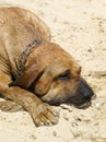 Bloodhound dog Royalty Free Stock Photo