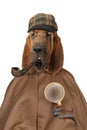 Bloodhound dog with magnifying glass and pipe Royalty Free Stock Photo