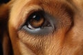 Bloodhound Dog Nose Closeup Closeup of a Royalty Free Stock Photo