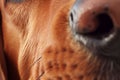 Bloodhound Dog Nose Closeup Closeup of a Royalty Free Stock Photo