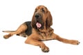 Bloodhound dog over white Royalty Free Stock Photo