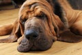 Bloodhound dog sleeping Royalty Free Stock Photo