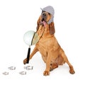 Bloodhound Dog Tongue Hanging Out Royalty Free Stock Photo