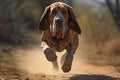 Bloodhound Dog Tracking Action shot of a