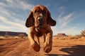 Bloodhound Dog Tracking Action shot of a