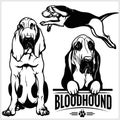 Bloodhound dog - vector set isolated illustration on white background Royalty Free Stock Photo