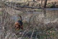 Bloodhound dog working a track in a wooded area. Royalty Free Stock Photo