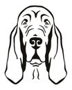 Bloodhound head black and white Royalty Free Stock Photo
