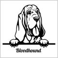 Bloodhound - Peeking Dogs - breed face head isolated on white Royalty Free Stock Photo
