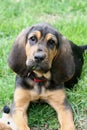 Bloodhound puppy 1
