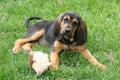 Bloodhound puppy 2 Royalty Free Stock Photo