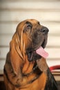 Bloodhound Puppy Royalty Free Stock Photo