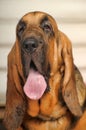 Bloodhound Puppy Royalty Free Stock Photo