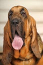 Bloodhound Puppy