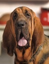 Bloodhound Puppy Royalty Free Stock Photo